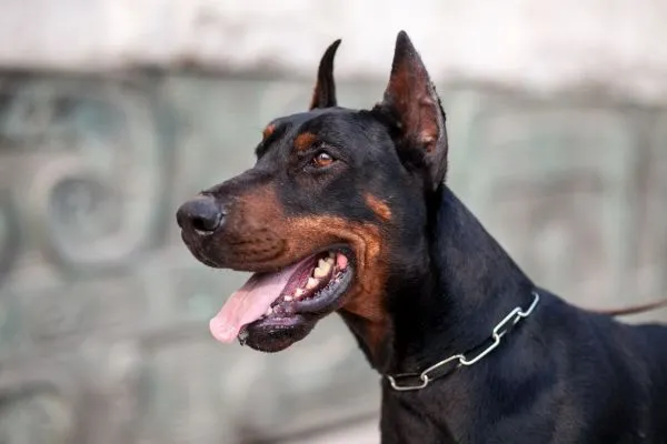 Cão da raça Dobermann é perigoso