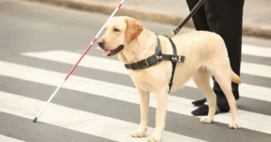Cão-guia: tudo o que você precisa saber Cão-guia: tudo o que você precisa saber
