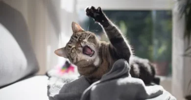 Como a Pandemia Mudou o Comportamento dos Gatos