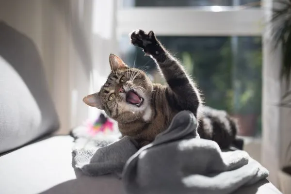 Como a Pandemia Mudou o Comportamento dos Gatos