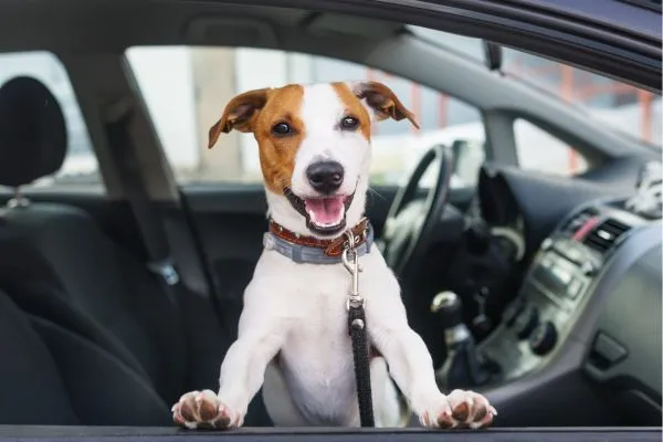 Como eliminar o cheiro de xixi no banco do carro