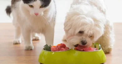Como funciona o paladar dos pets: entenda como cães e gatos percebem os sabores Como funciona o paladar dos pets
