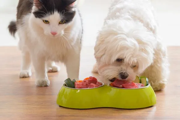 Como funciona o paladar dos pets