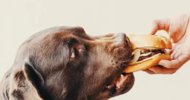 Cuidado! Confira 10 alimentos que cachorro não pode comer Cuidado! Confira 10 alimentos que cachorro não pode comer