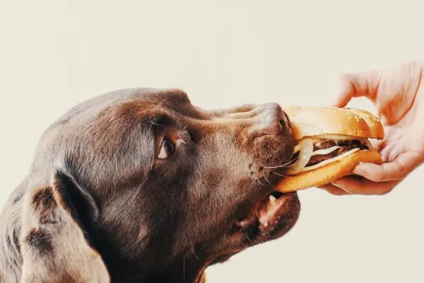 Cuidado! Confira 10 alimentos que cachorro não pode comer