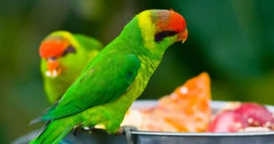Cuidados com alimentação de pássaros domésticos Cuidados com alimentação de pássaros domésticos