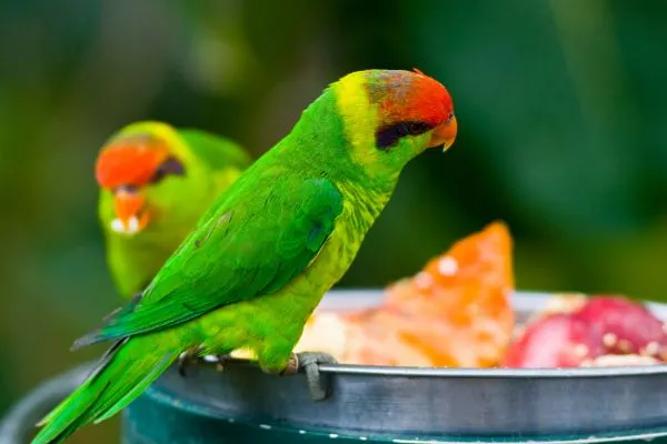 Cuidados com alimentação de pássaros domésticos