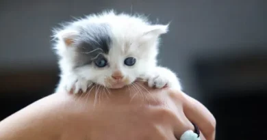 Cuidados essenciais com filhotes de gato: atenção e carinho para um desenvolvimento saudável Cuidados essenciais com filhotes de gato