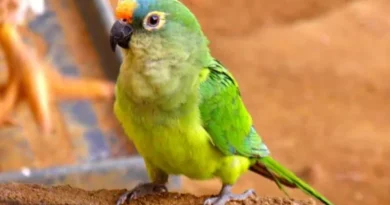 Debate sobre cortar penas das aves domésticas: o que todo criador precisa saber Debate sobre cortar penas das aves domésticas: o que todo criador precisa saber