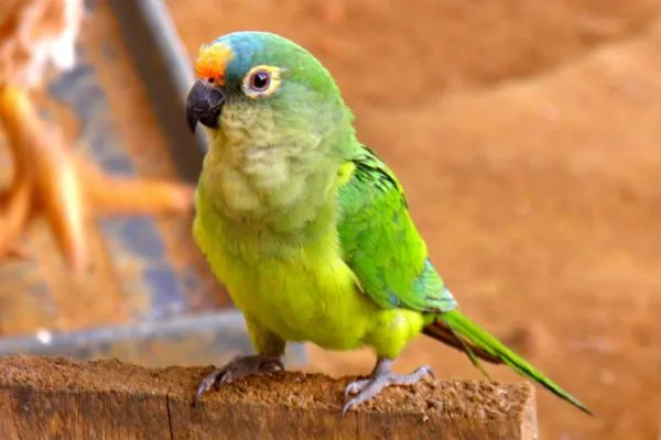 Debate sobre cortar penas das aves domésticas: o que todo criador precisa saber