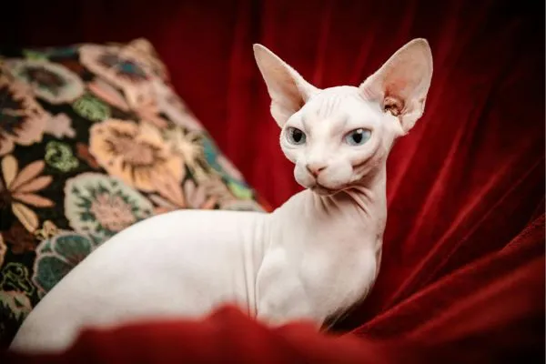 Gato Sphynx: A Raça de Gato Sem Pelos