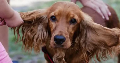 Orelha de cachorro inchada
