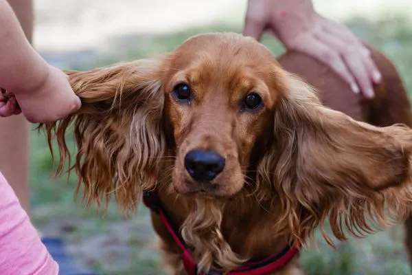 Orelha de cachorro inchada