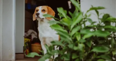 Plantas tóxicas para cães: veja lista e evite ter em casa Plantas tóxicas para cães