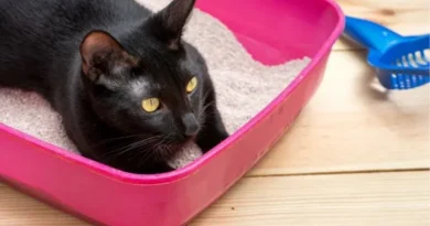 Por que o gato joga areia fora da caixa