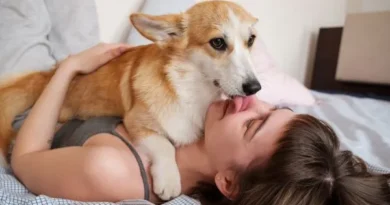 Por que os cães lambem? Carinho ou Estresse? Entenda esse Comportamento Por que os cães lambem? Carinho ou Estresse?