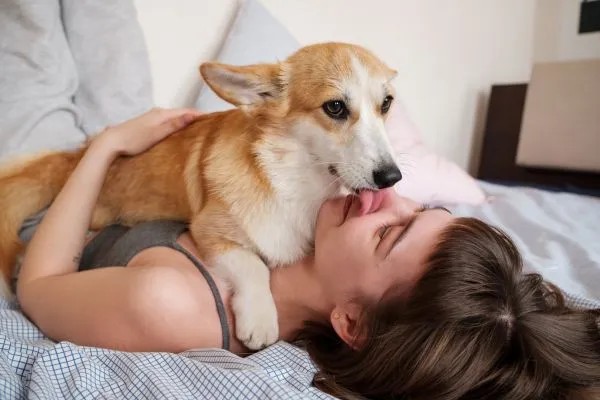 Por que os cães lambem? Carinho ou Estresse?