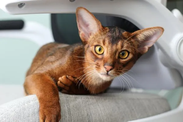 5 Raças de Gato com Inteligência Acima da Média: Descubra as Mais Brilhantes Racas de gato Abissinio