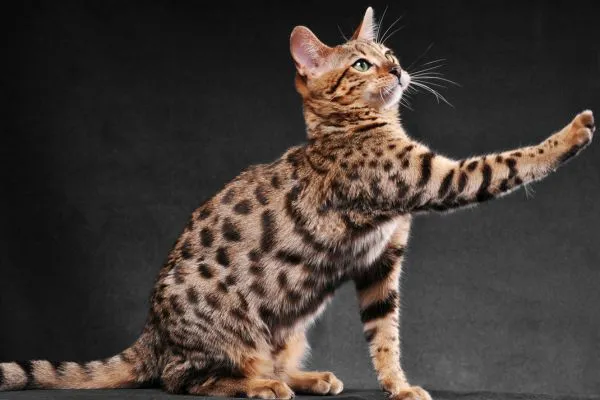 5 Raças de Gato com Inteligência Acima da Média: Descubra as Mais Brilhantes Racas de gato Bengal