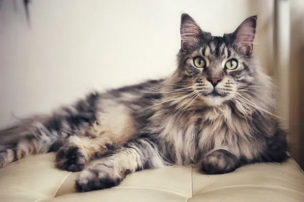 5 Raças de Gato com Inteligência Acima da Média: Descubra as Mais Brilhantes Raça de gato Maine Coon