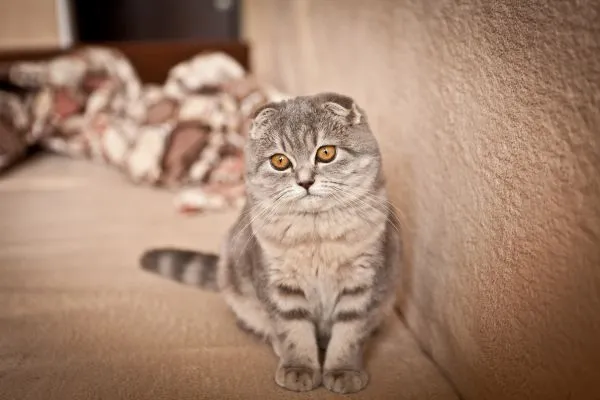 5 Raças de Gato com Inteligência Acima da Média: Descubra as Mais Brilhantes Raça de gato Scottish Fold