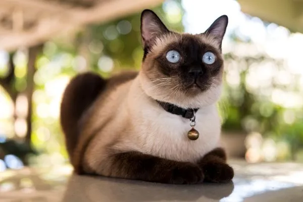 5 Raças de Gato com Inteligência Acima da Média: Descubra as Mais Brilhantes Racas de gato Siamês