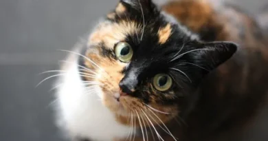Raiva em gatos: entenda os sintomas da doença e veja como proteger seu pet Raiva em gatos: entenda os sintomas da doença e veja como proteger seu pet