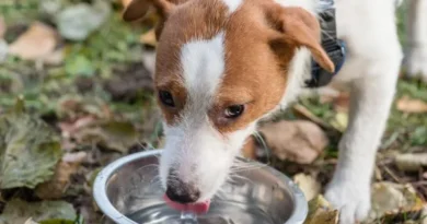 Beber em tigelas coletivas faz mal aos cães? Descubra os perigos Beber em tigelas coletivas faz mal aos cães