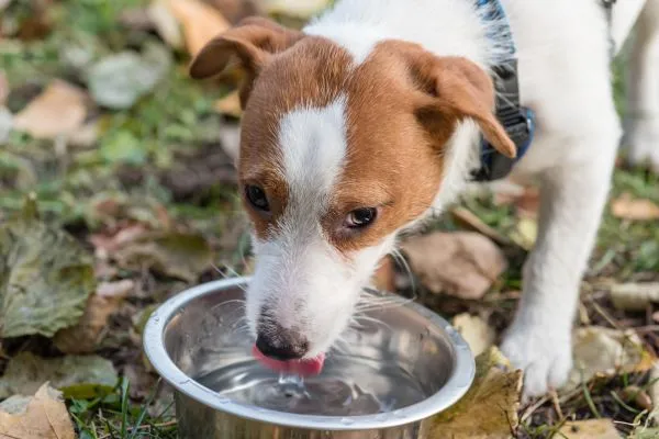 Beber em tigelas coletivas faz mal aos cães