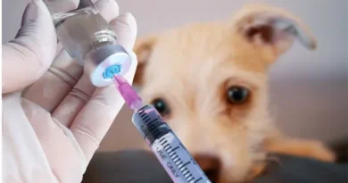 Vacinação de cães: tabela com as vacinas necessárias em cada idade Vacinação de cães. Tabela com as vacinas necessárias