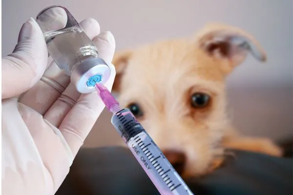 Vacinação de cães. Tabela com as vacinas necessárias
