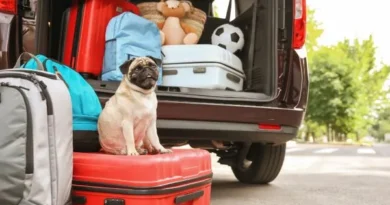 Vai Levar Seu Pet na Viagem? Dicas para uma Viagem Segura Vai Levar Seu Pet na Viagem