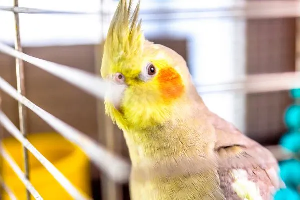 Veja como transportar calopsita de forma segura e confortável