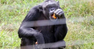 Animais que bebem álcool