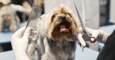 Banho em pet shops pode causar sérios danos à saúde dos pets, aponta estudo do CEUB Banho em pet shops pode causar sérios danos à saúde dos pets, aponta estudo do CEUB