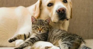Cães e gatos podem ser amigos