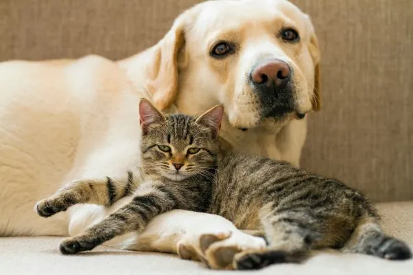 Cães e gatos podem ser amigos
