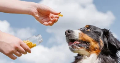 Cães podem tomar colágeno? Descubra os benefícios Cães podem tomar colágeno? Descubra os benefícios