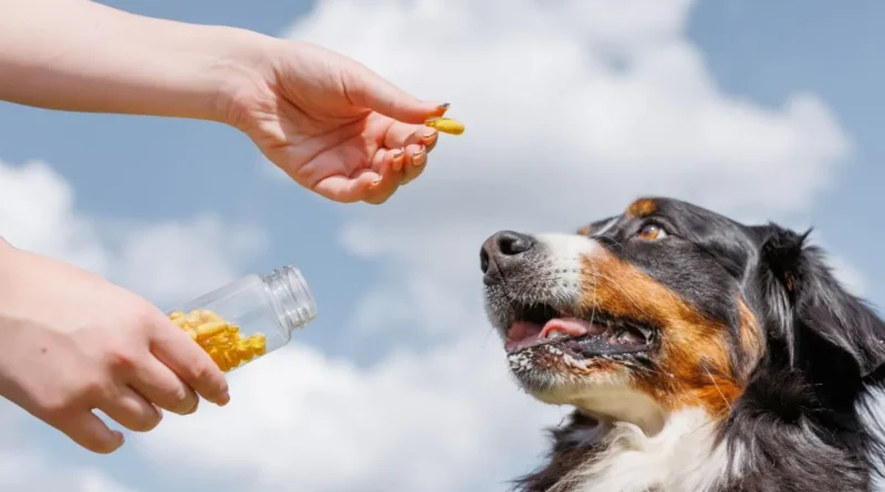 Cães podem tomar colágeno? Descubra os benefícios