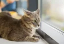 Como aliviar a ansiedade em gatos: 7 técnicas eficazes