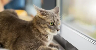 Como aliviar a ansiedade em gatos: 7 técnicas eficazes Como aliviar a ansiedade em gatos: 7 técnicas eficazes