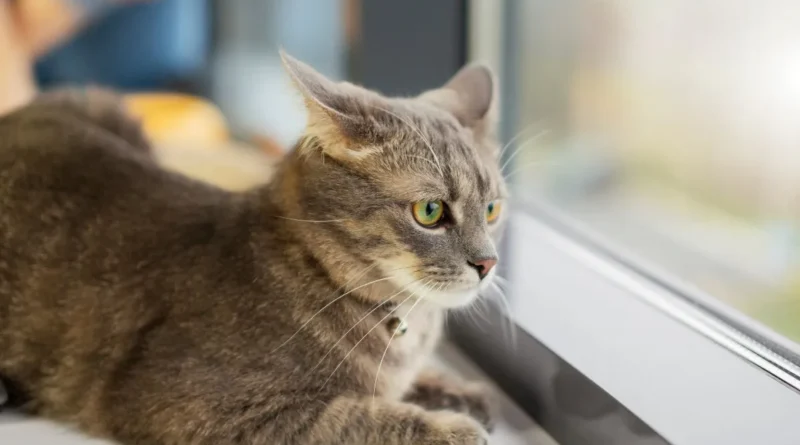 Como aliviar a ansiedade em gatos: 7 técnicas eficazes