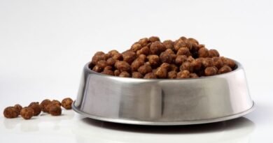 Como identificar se a ração não está fazendo bem ao seu cachorro Como identificar se a ração não está fazendo bem ao seu cachorro