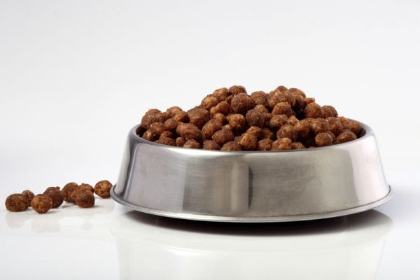 Como identificar se a ração não está fazendo bem ao seu cachorro