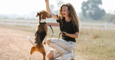 Dicas para ensinar comandos básicos ao seu cachorro Dicas para ensinar comandos básicos ao seu cachorro