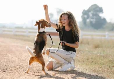 Dicas para ensinar comandos básicos ao seu cachorro