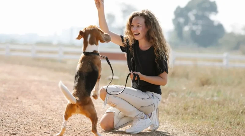 Dicas para ensinar comandos básicos ao seu cachorro
