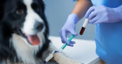 Doação de sangue para cachorro: como funciona e como seu pet pode ajudar a salvar vidas Doação de sangue para cachorro: como funciona