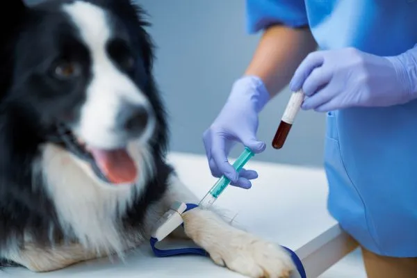Doação de sangue para cachorro: como funciona