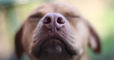 Focinho de cachorro seco é sinônimo de preocupação